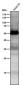 Anti-p53 TP53 Rabbit Monoclonal Antibody